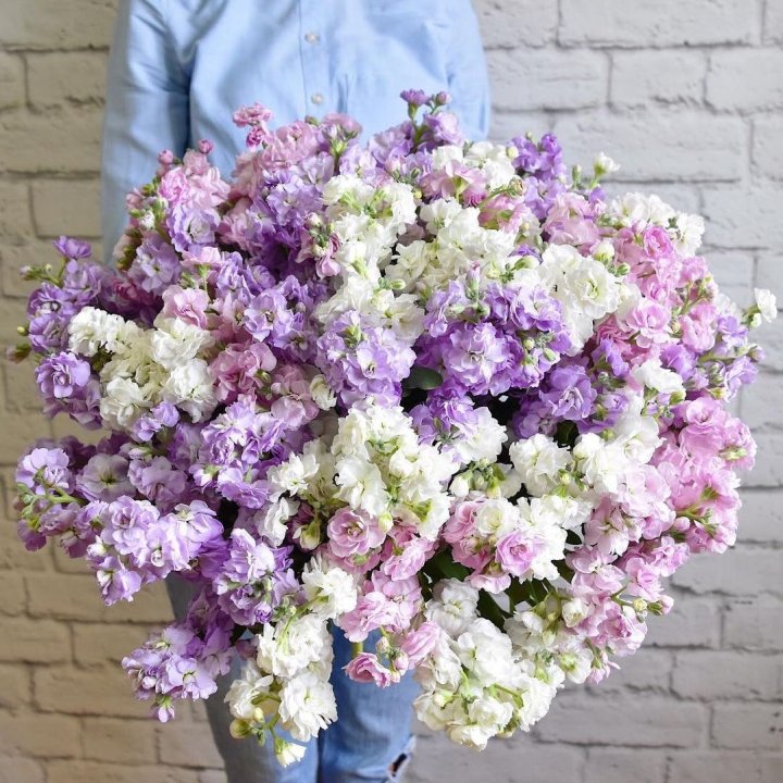 Облако маттиол в Екатеринбурге