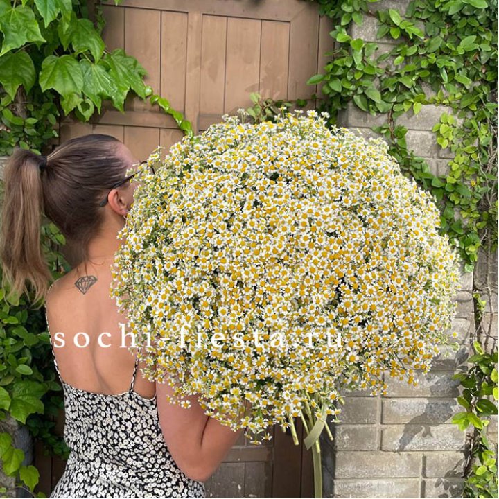 101 ромашка в Екатеринбурге