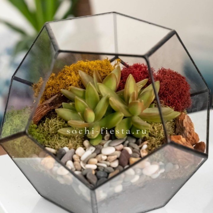 Флорариум “Додекаэдр” с суккулентом Седум в Екатеринбурге