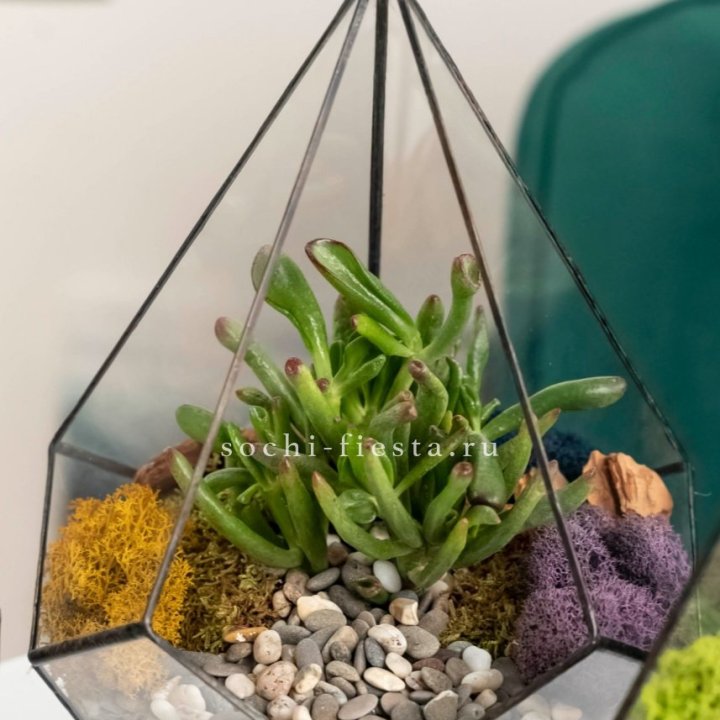 Флорариум “Капля” с суккулентом Крассула Хоббит в Екатеринбурге