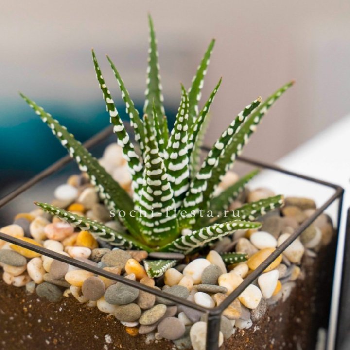 Флорариум Кубик с суккулентом Хавортия в Екатеринбурге