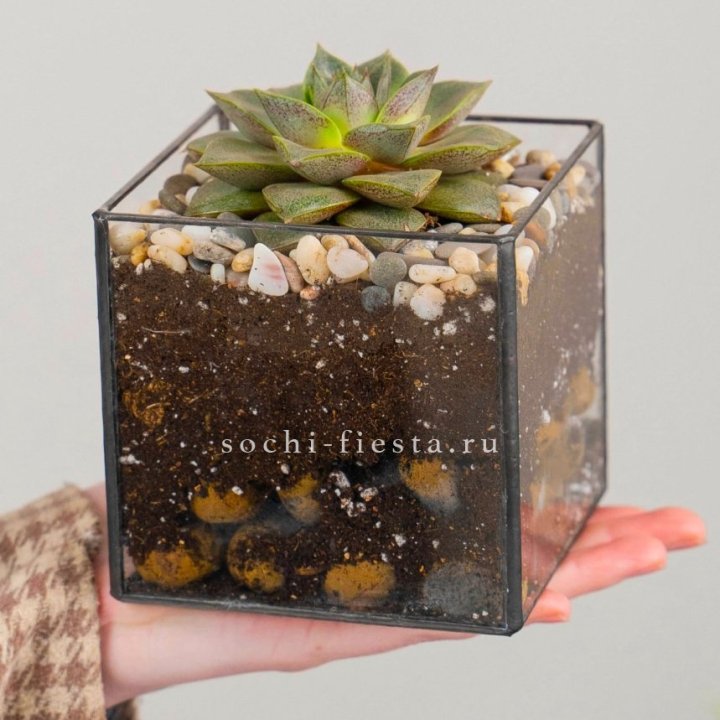 Флорариум Кубик с суккулентом Каменная роза в Екатеринбурге