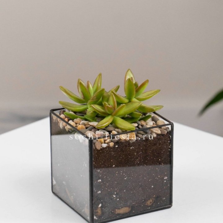 Флорариум Кубик с суккулентом Седум в Екатеринбурге