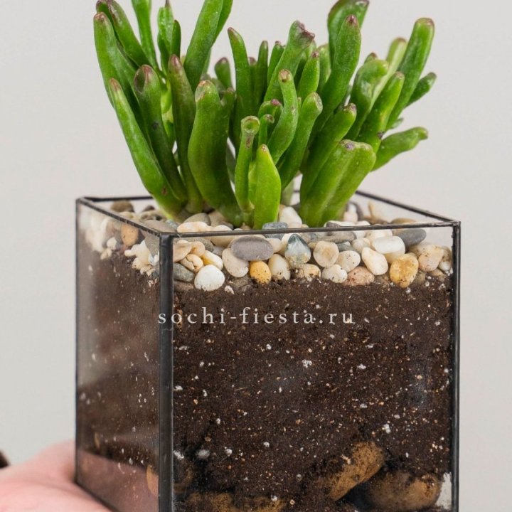 Флорариум Кубик с суккулентом Хоббит в Екатеринбурге