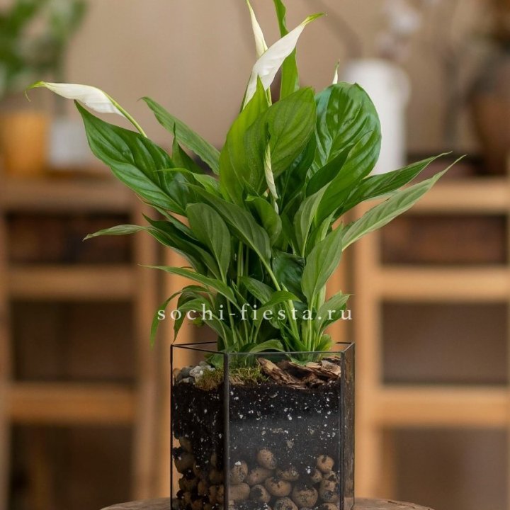 Спатифиллум в кашпо Пятиугольник в Екатеринбурге