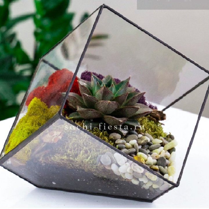Флорариум Куб усеченный с суккулентом Каменная роза в Екатеринбурге