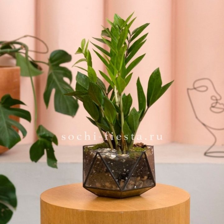 Замиокулькас в кашпо Икосаедр в Екатеринбурге