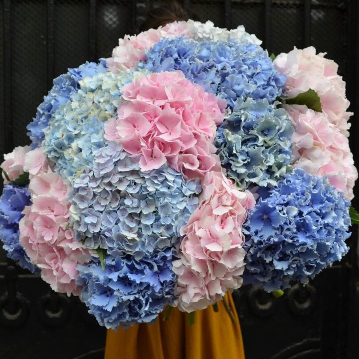 Букет гортензий "Фонтан" в Екатеринбурге