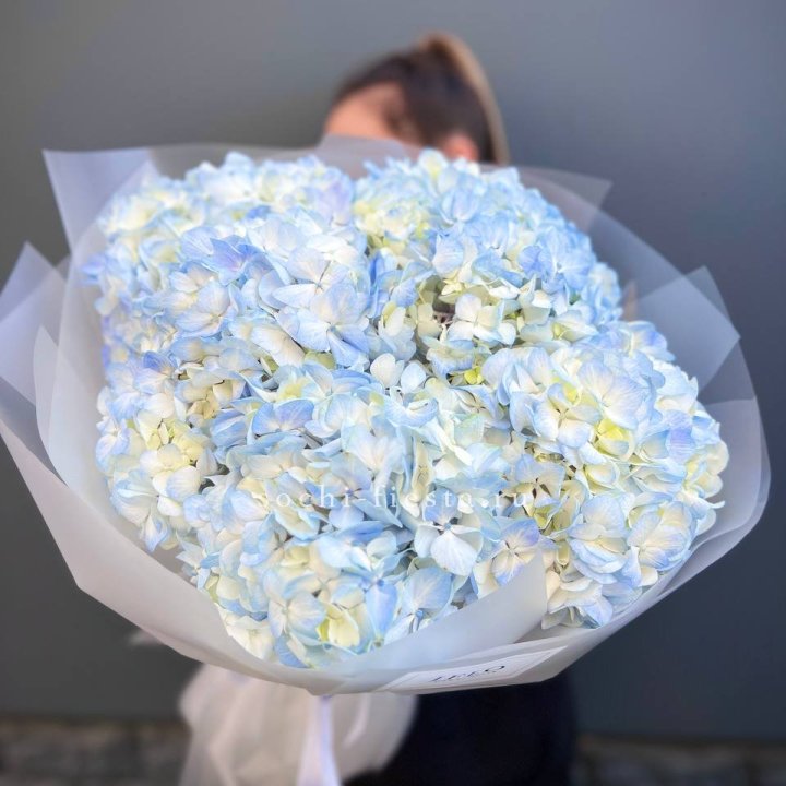 5 голубых гортензий в Екатеринбурге