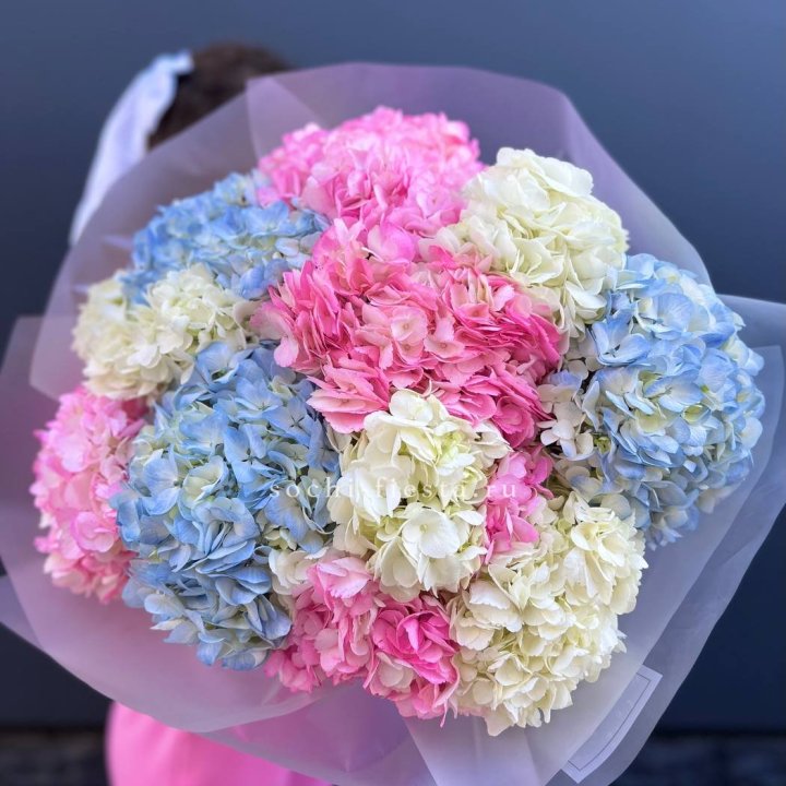 11 гортензий микс в Екатеринбурге