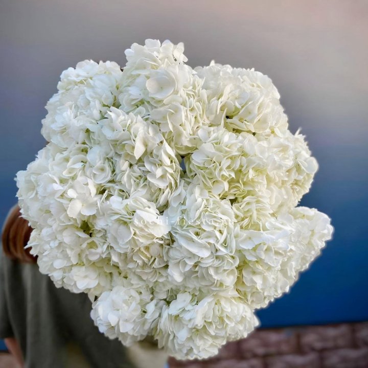 Охапка белой гортензии в Екатеринбурге