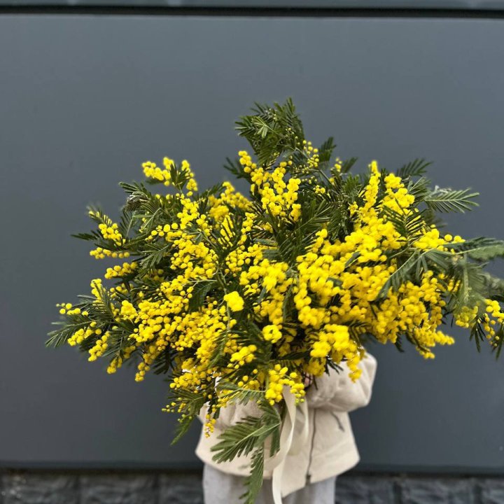 Охопка мимозы в Екатеринбурге