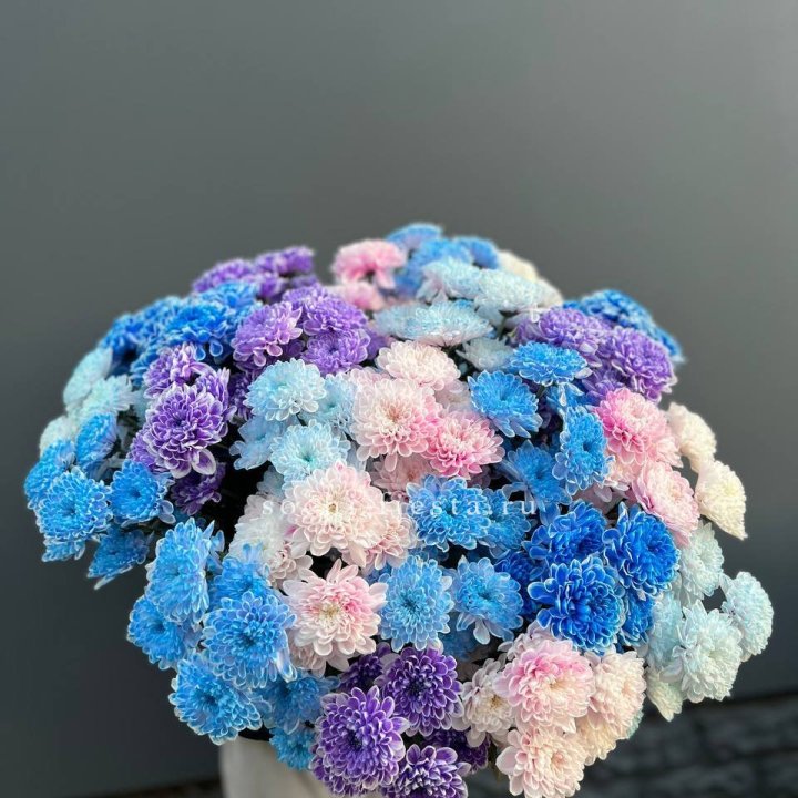 25 цветных хризантем в Екатеринбурге