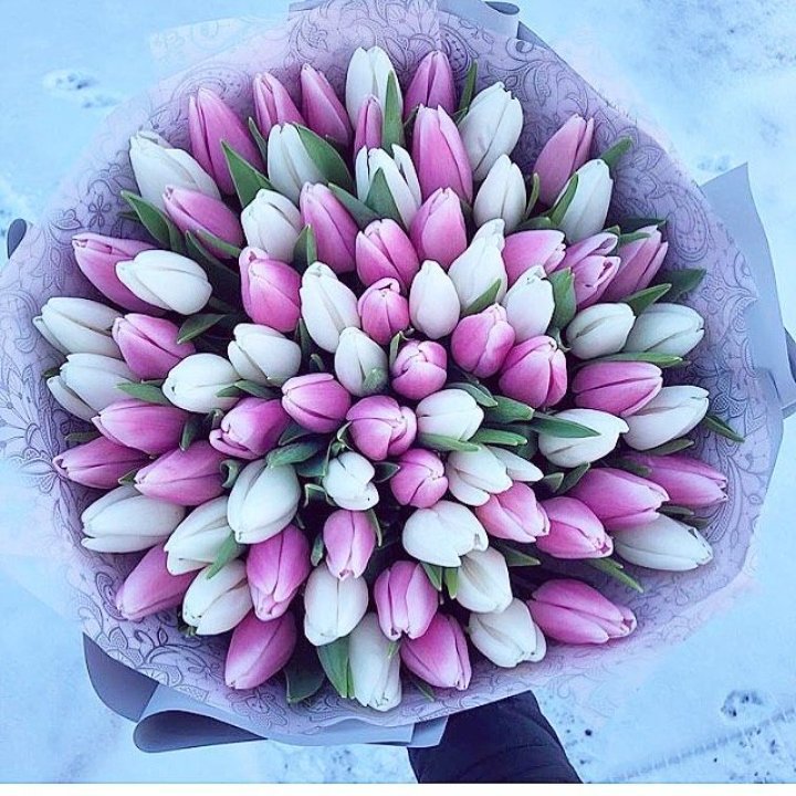 101 тюльпан "Лолипоп" в Екатеринбурге